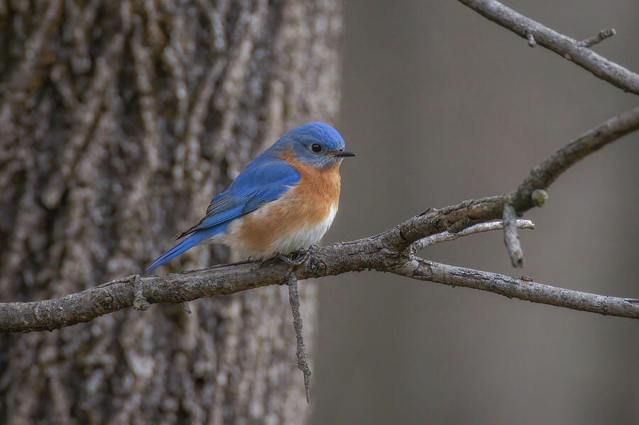 Beautiful Male Eastern Bluebird Photograph by Robert J Wagner