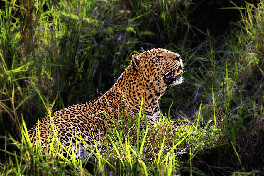 Wildlife Photograph - Beautiful Male Leopard in Morning Light by Good Focused