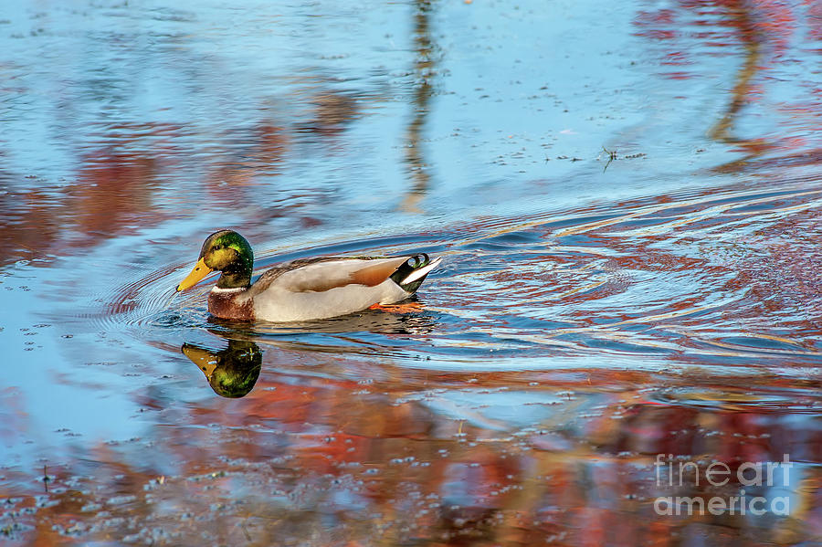 Beautiful male Mallard duck swimming in a pond reflecting Autumn colors Photograph by Patrick Wolf