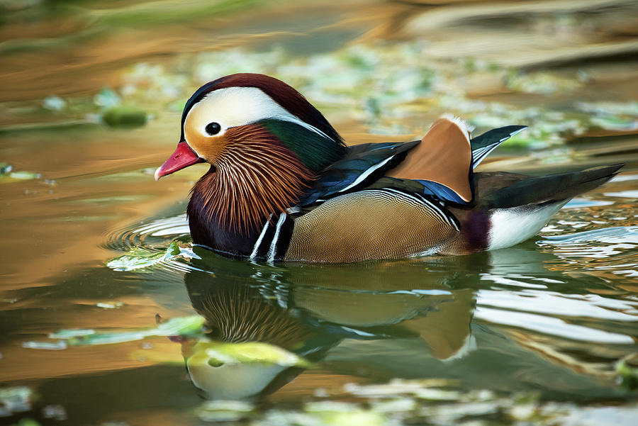 Beautiful Mandarin Duck Photograph by Jamie Pattison