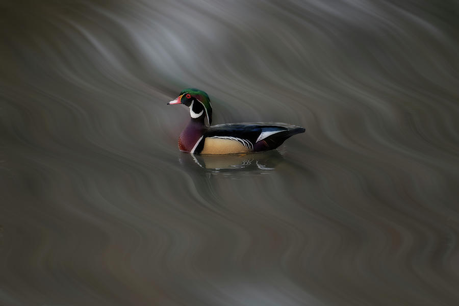 Beautiful male Wood Duck on the water     Paintography Photograph by Dan Friend