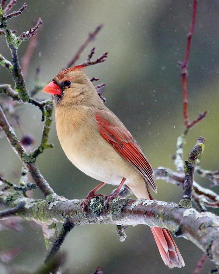 Beautiful Mama Cardinal Digital Art by Barbara Reams | Fine Art America