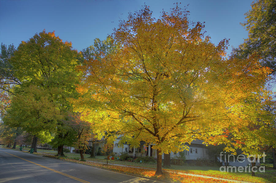 Beautiful Maple On Foliage On South Main Larry Braun 