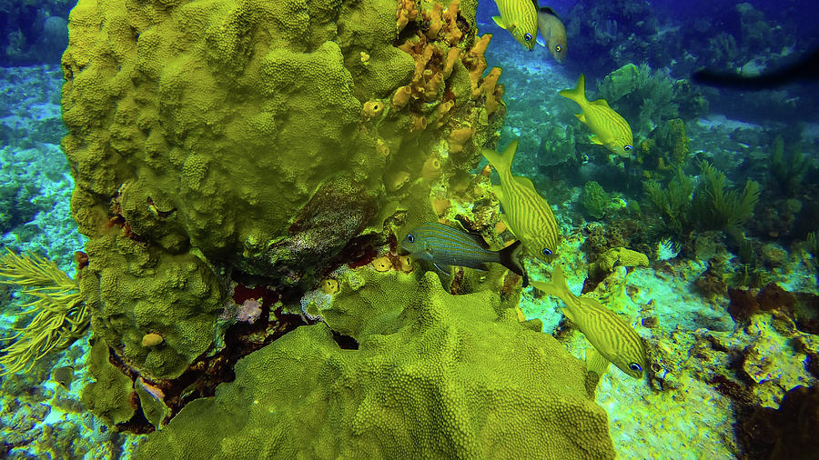 Beautiful marine life corals fishes in Cancun Mexico North America ...