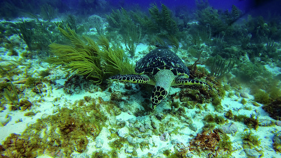 Beautiful Marine Life Corals In Cancun Mexico North America Photograph