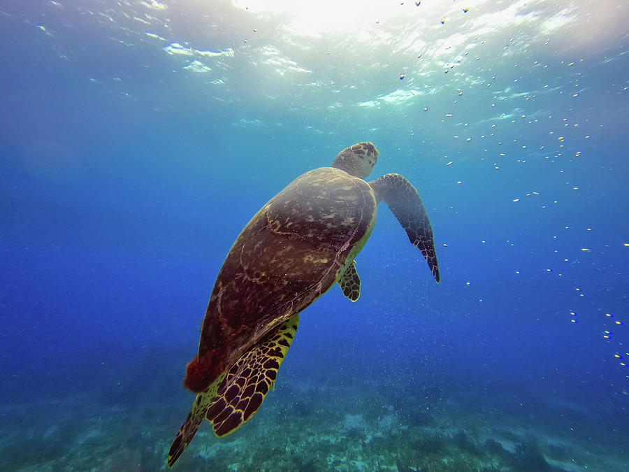 Beautiful marine life turtle in Cancun Mexico North America Photograph ...