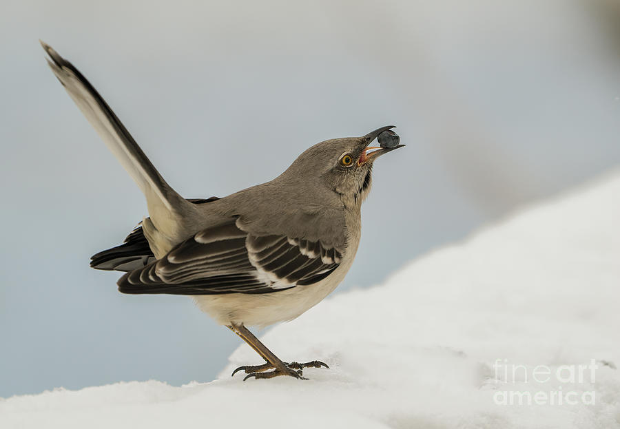 Beautiful mocking bird enjoying a berry Photograph by Sam Rino