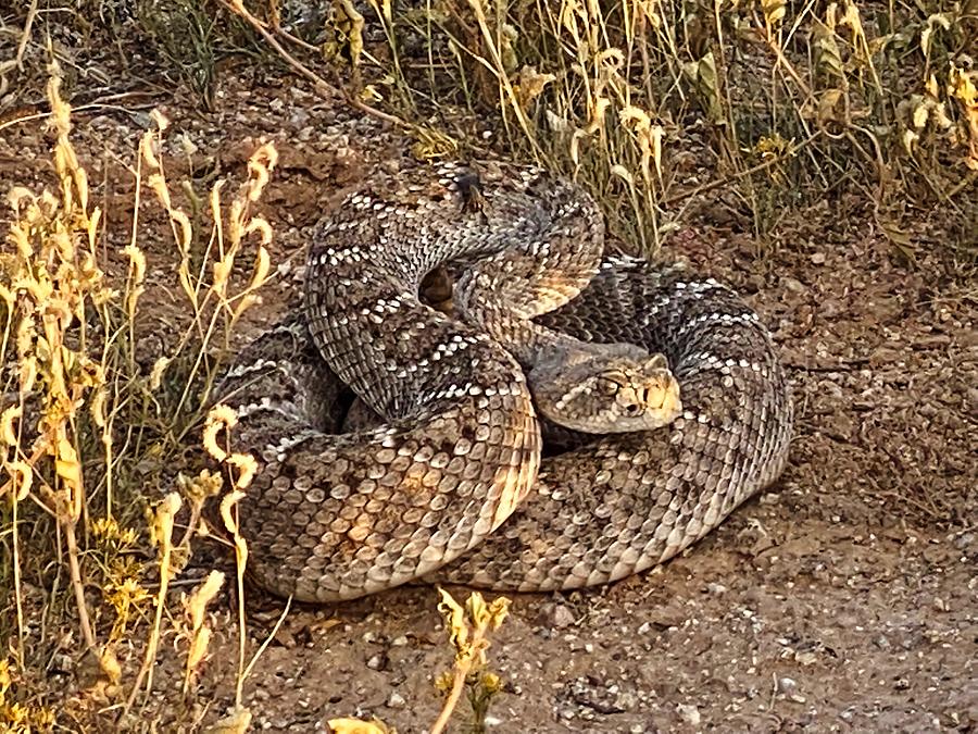 Beautiful Mojave Rattlesnake Photograph by Judy Kennedy Beautiful Mojave Rattlesnake Photograph by Judy Kennedy