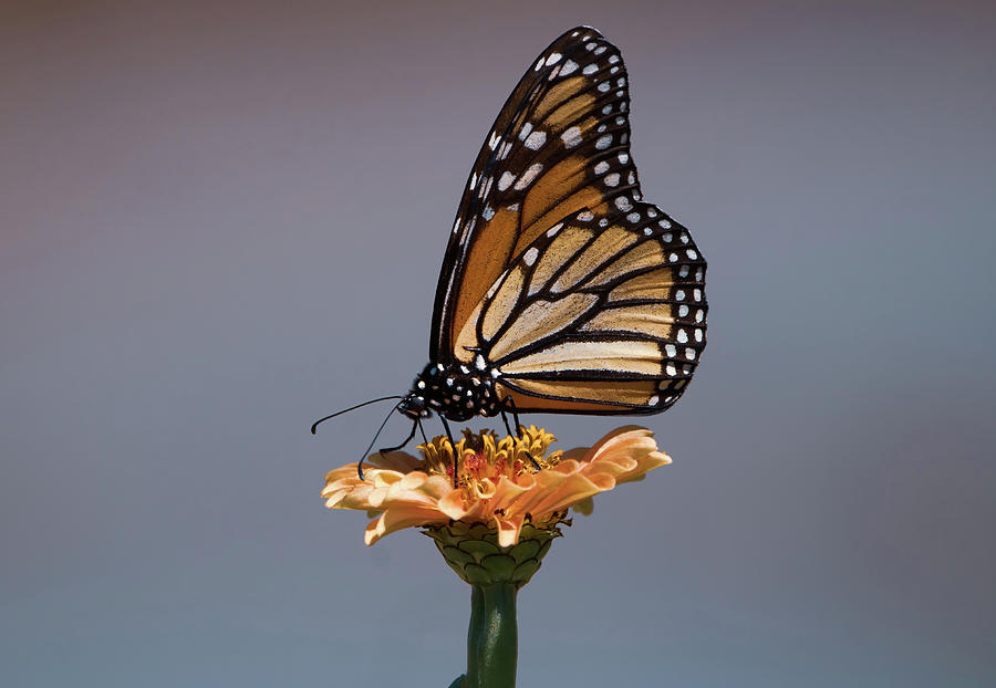Beautiful Monarch Butterfly Photograph by Chad Meyer