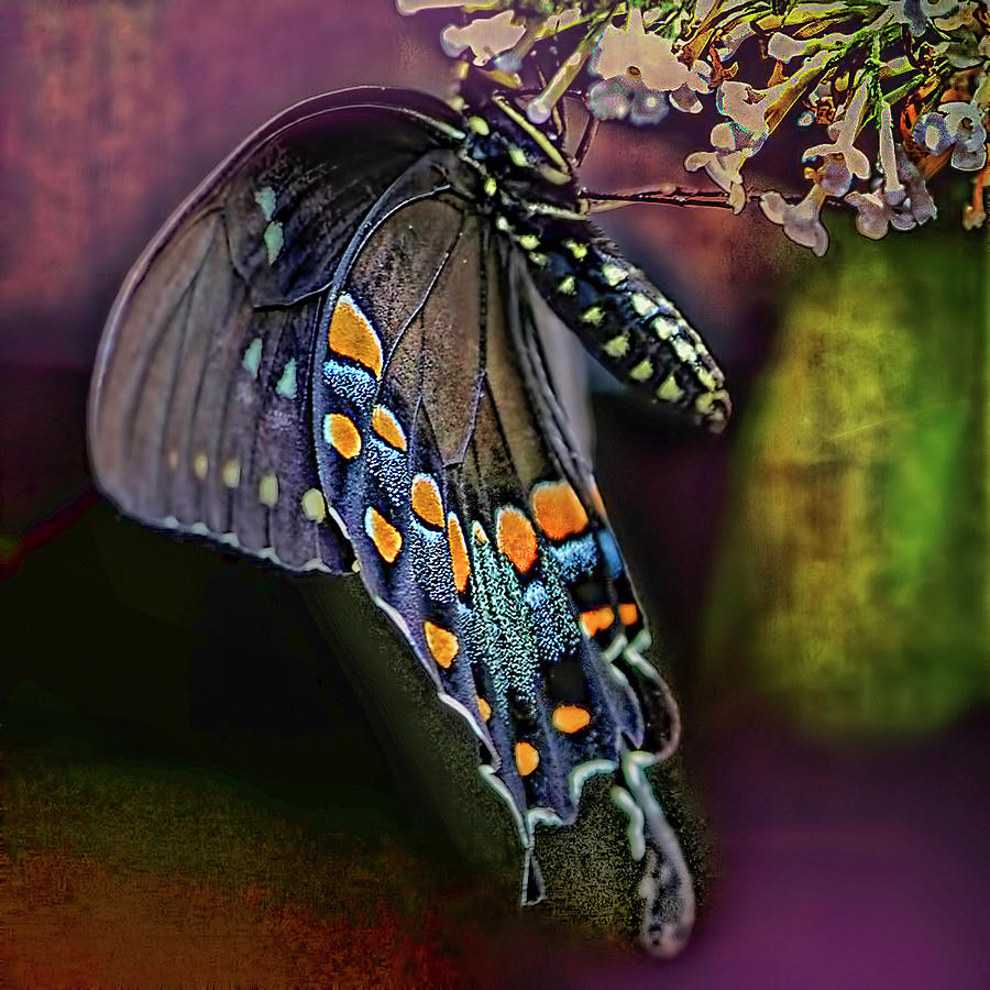 Beautiful Monarch Butterfly Photograph by Cordia Murphy