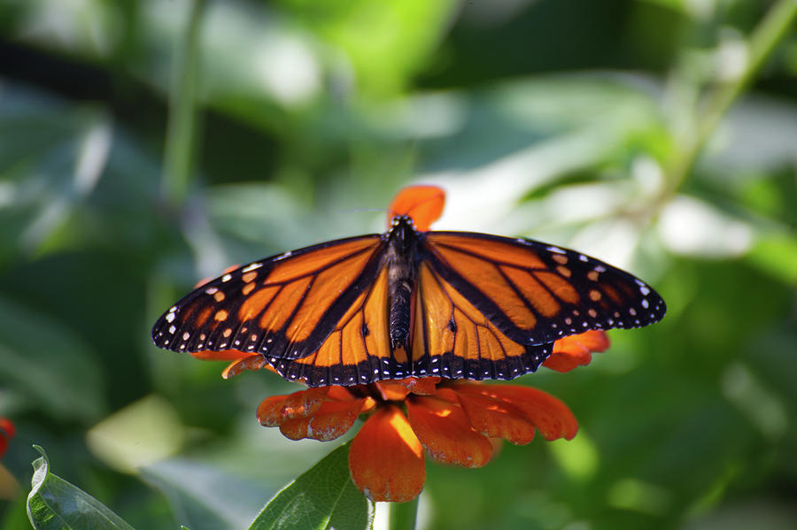 Beautiful Monarch Butterfly Drinking Nectar Photograph by Mike M Burke ...