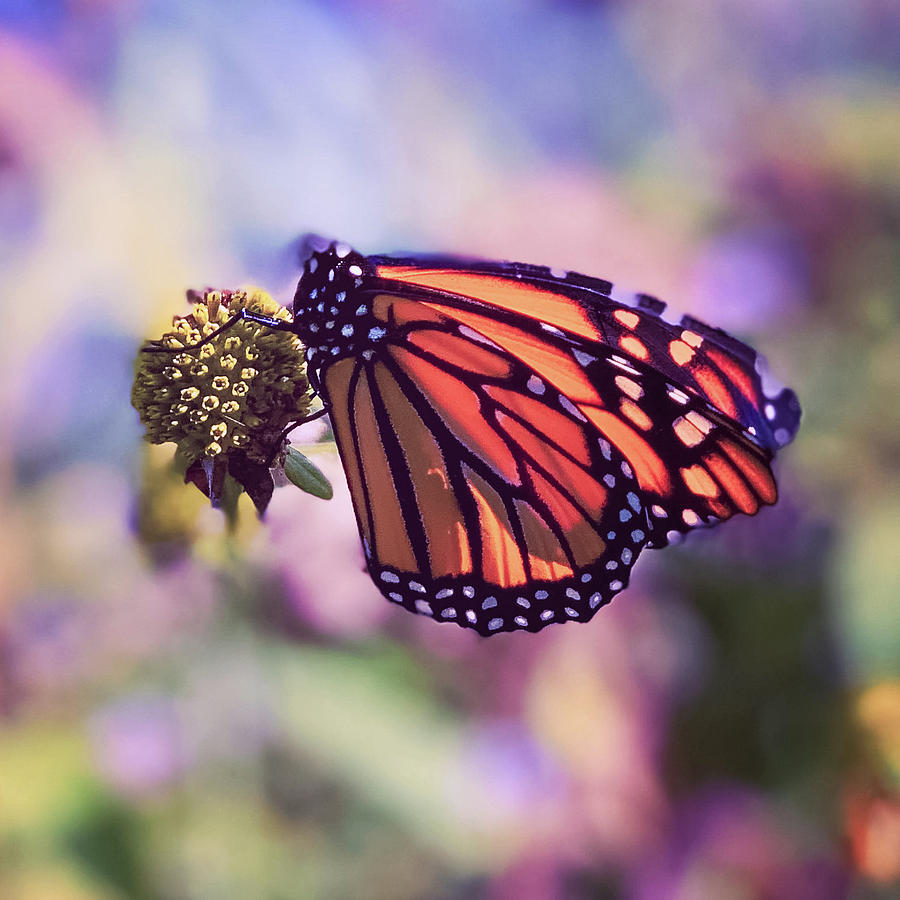 Beautiful Monarch Butterfly in the gardens Photograph by Pamela Straube ...