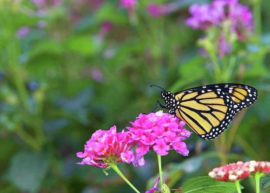 Beautiful Monarch Butterfly Photograph by Sheila Fitzgerald | Fine Art ...