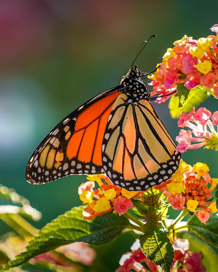 Beautiful Monarch Photograph by Susan Rydberg