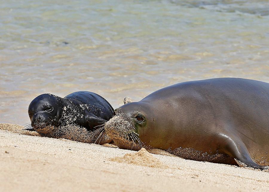 Beautiful Monk Seal Mom and Pup 2022 Photograph by Melody Bentz