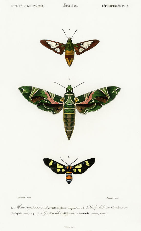 Beautiful Moths Mixed Media by World Art Collective