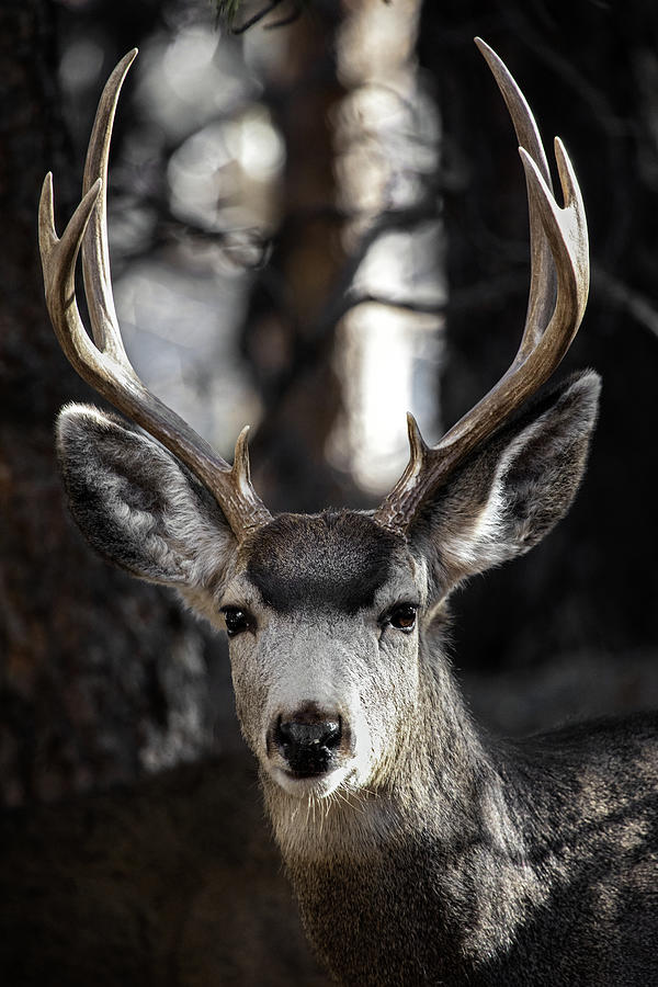 Beautiful Mule Deer Buck Photograph by Selena Ross - Fine Art America