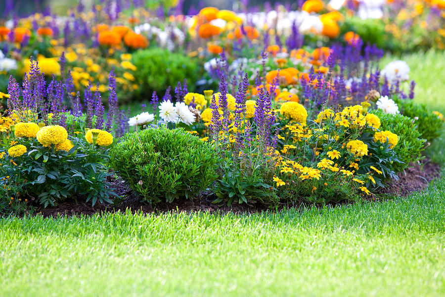 Beautiful multicolored flowerbed on green lawn Photograph by Dvoevnore