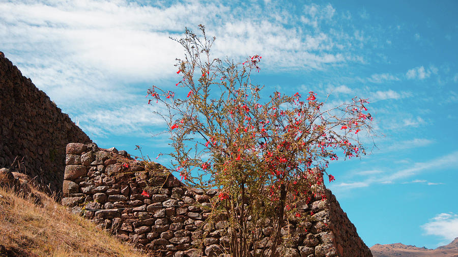 Beautiful National Flower Of Peru At Pisaq, Peru. Photograph by La Moon ...