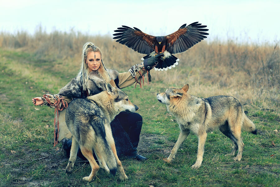 Beautiful northern viking warrior woman with braided hair and war makeup wearing traditional clothes with wild wolves and Harris Hawk (Parabuteo unicinctus), Snadinavian princess with predators in nature Photograph by Dan Rentea