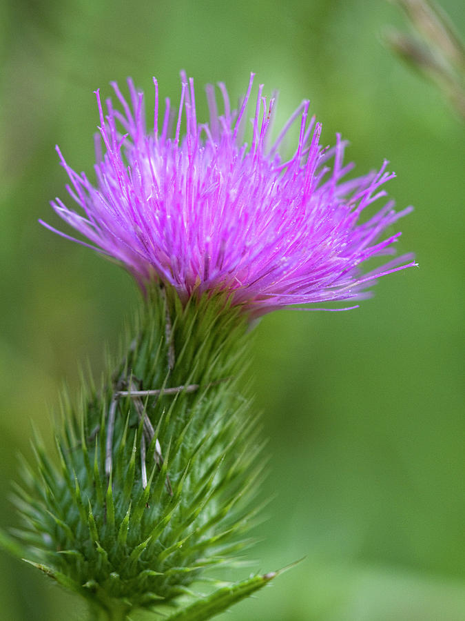 Beautiful Noxious Weeds - Bull Thistle Wildflowers Photograph by Kathy Clark