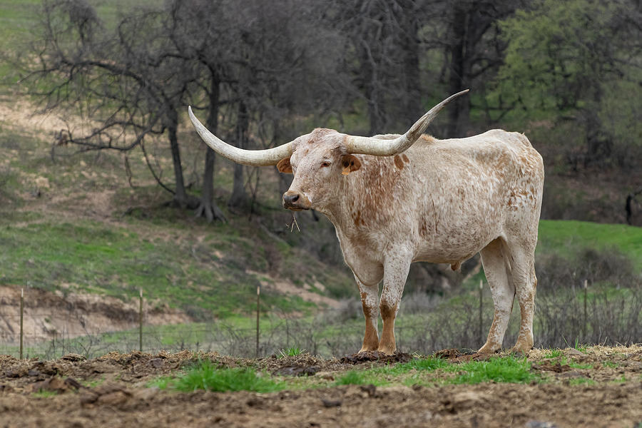 Beautiful off white Longhorn bull with orange spots by Wendell Clendennen