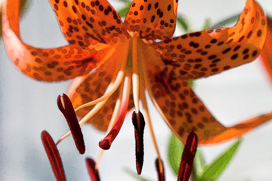 Beautiful Orange and Black Tiger Lily Photograph by Kathy Clark