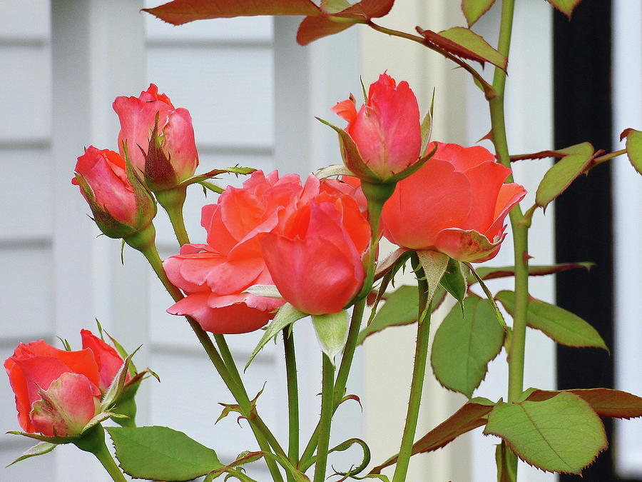Beautiful Orange-Red Roses Photograph by Lyuba Filatova