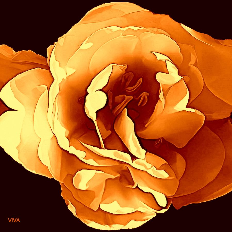 Beautiful Orange Rose Photograph by VIVA Anderson