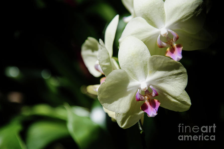 Beautiful Orchid Blooms Photograph by Anita Faye