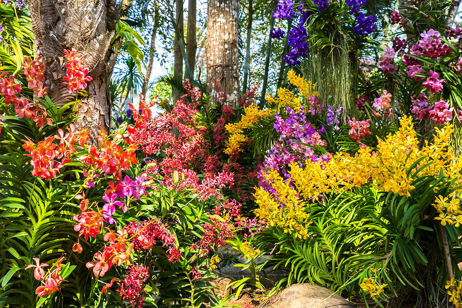 Beautiful Orchid Garden, Chanthaburi. Photograph by by Chakarin Wattanamongkol