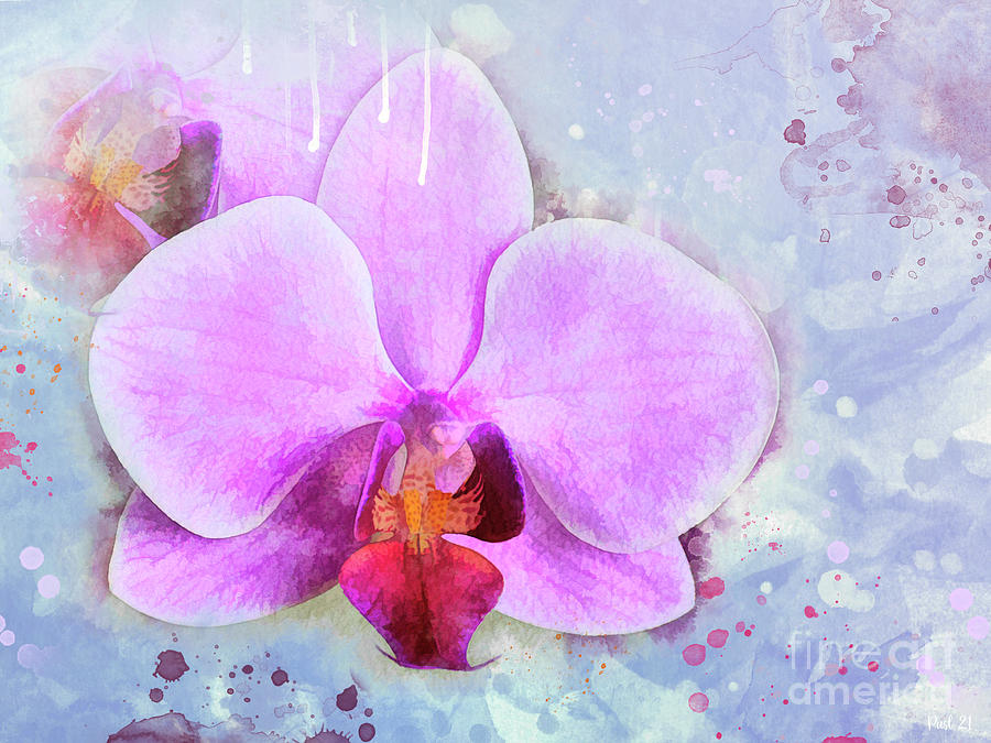 Beautiful Orchid Photograph by Jutta Maria Pusl