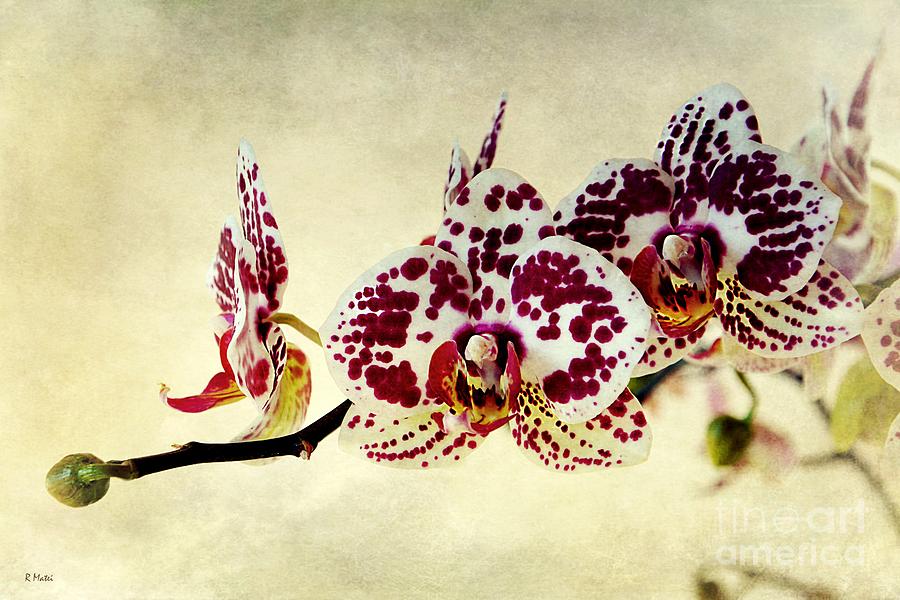 Beautiful Orchids for You Photograph by Ramona Matei