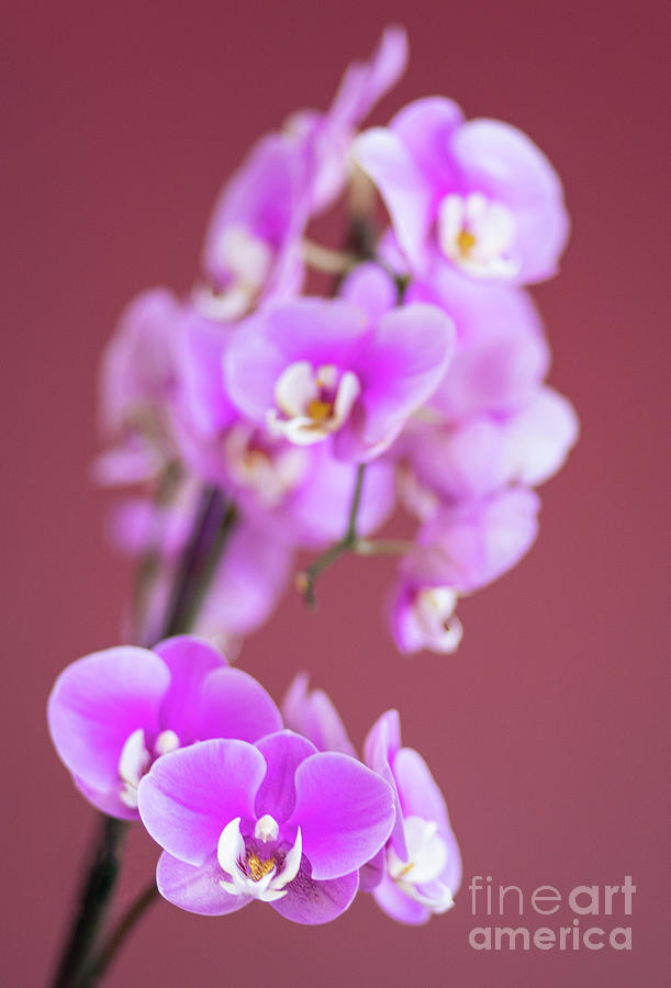 Beautiful Orchids of Minnesota Photograph by Wayne Moran