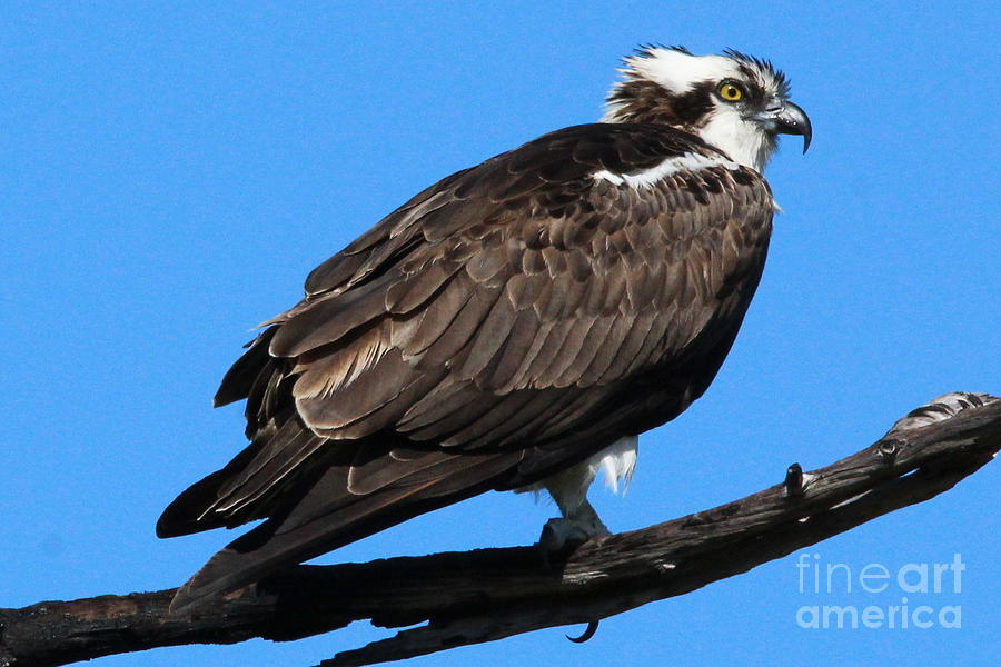 Beautiful Osprey Photograph by Brian Baker - Fine Art America