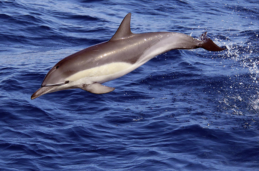 Beautiful Pacific Common Dolphin Photograph By Michael Peak - Fine Art 