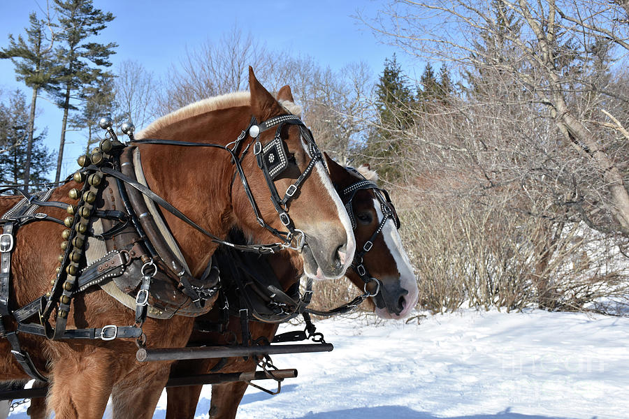 Beautiful Pair of Chestnut Draught Horses in the Snow Photograph by ...