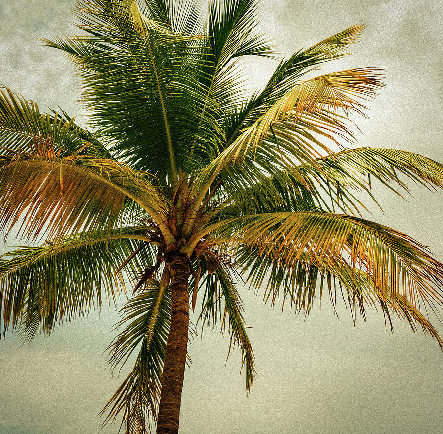 Beautiful palm tree in sepia tone Photograph by Margaret Wiktor - Fine ...