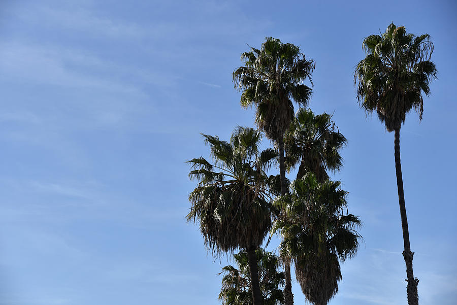 Beautiful palm trees against a clear blue sky Photograph by Mark Stout