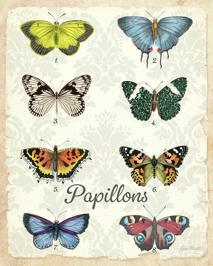Beautiful Papillon Study A Digital Art by Jean Plout