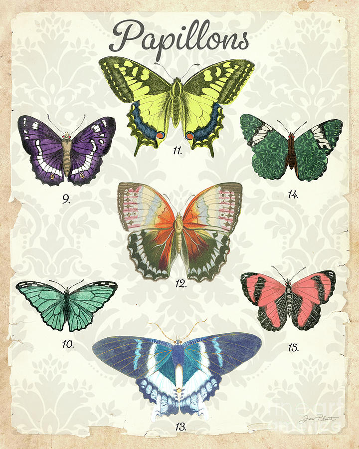 Beautiful Papillon Study B Digital Art by Jean Plout