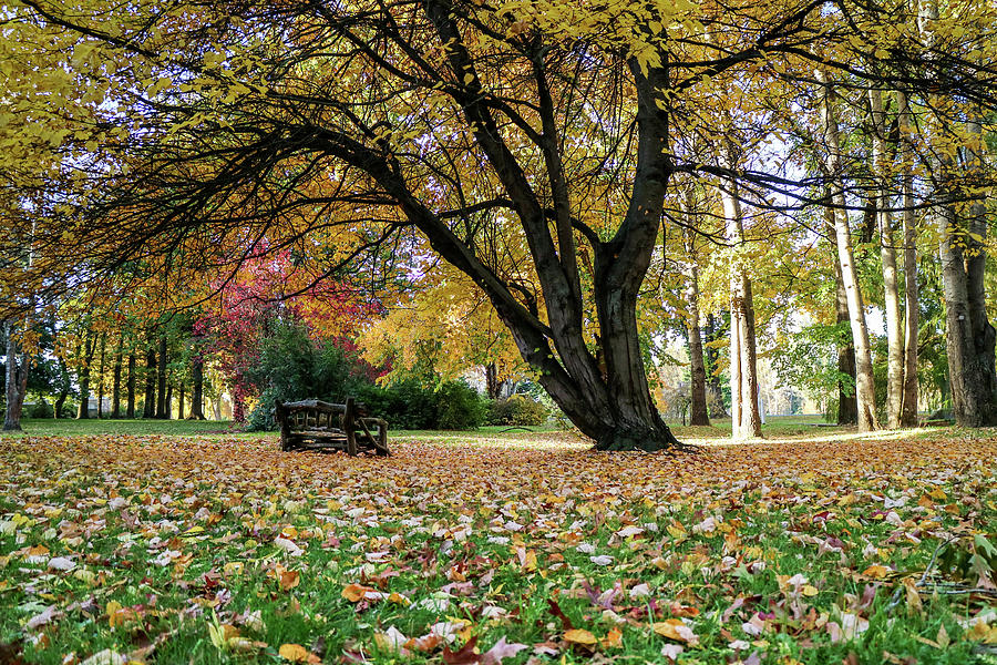 Beautiful Park in Autumn, New Zealand  Photograph by Pla Gallery