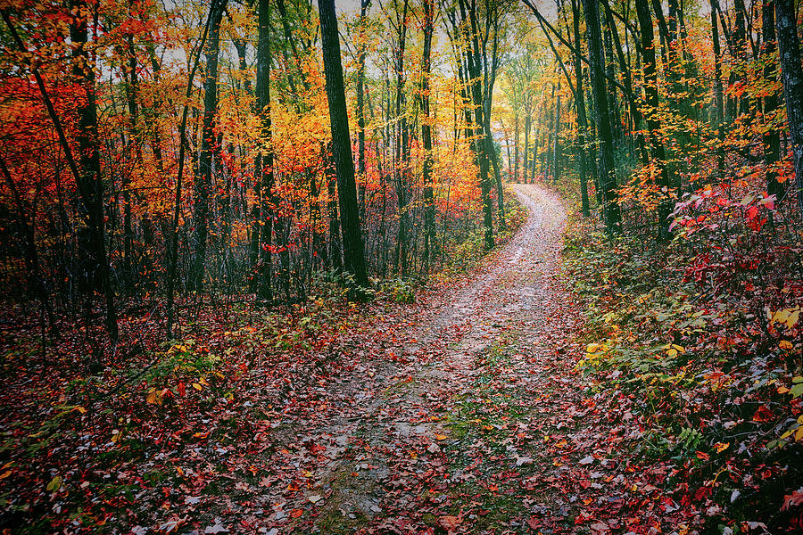 Beautiful Path Photograph by Scott Norris