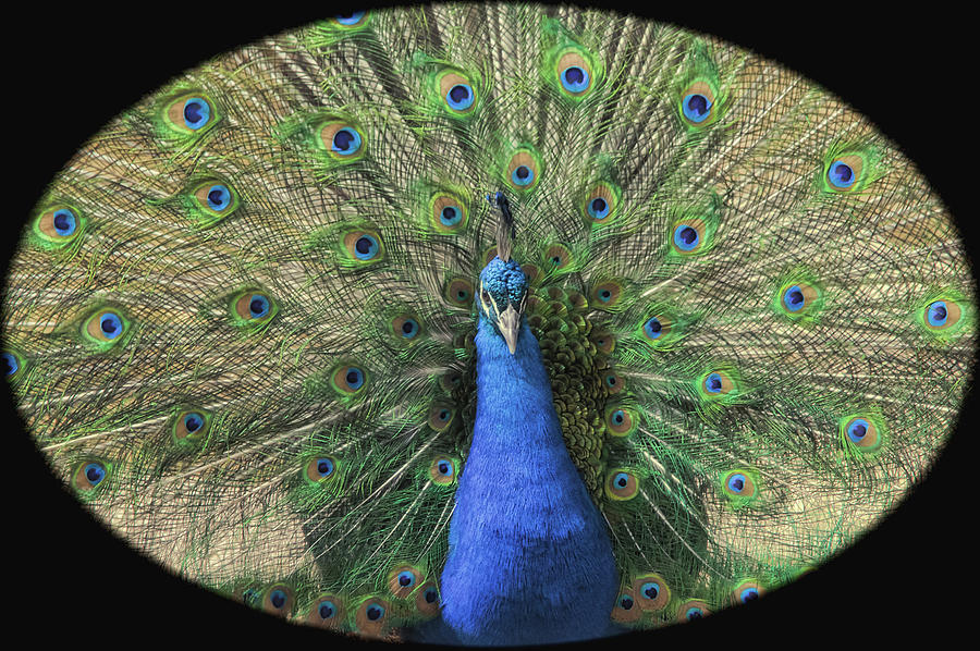 Beautiful Peacock Photograph by Elaine Malott