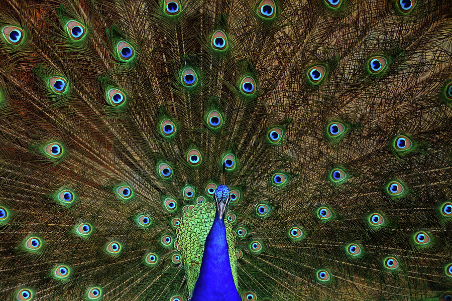 Beautiful Peacock Photograph by Larry Marshall