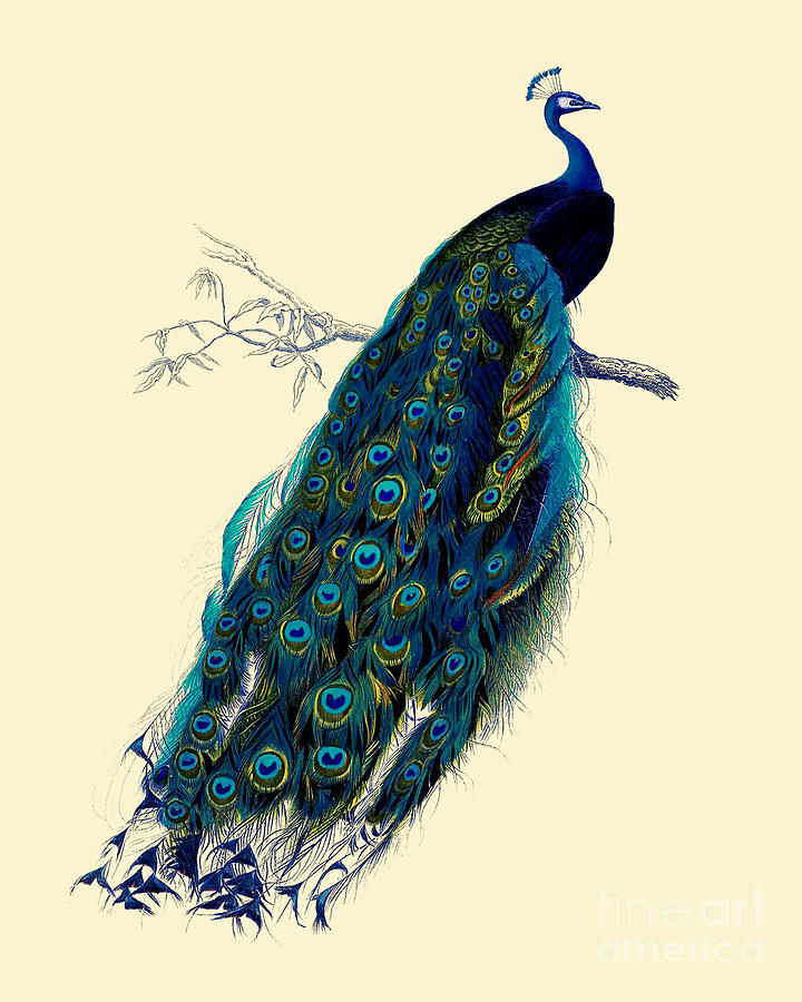 Peacock Digital Art - Beautiful Peacock by Madame Memento