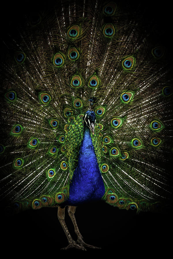 Beautiful peacock Digital Art by Marjolein Van Middelkoop