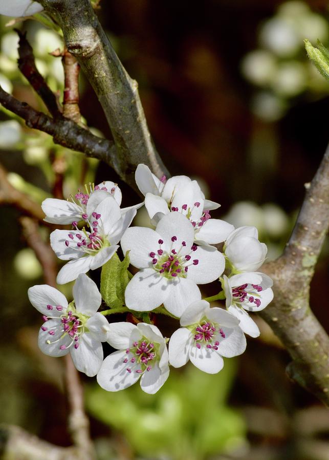 Beautiful Pear Blossoms Photograph by Warren Thompson
