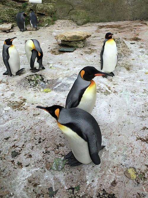 Wildlife Photograph - Beautiful penguins by Godwin E