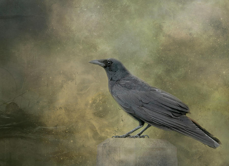 Beautiful Perched Crow Fine Art Print by Jackie Connelly-Fornuff ...